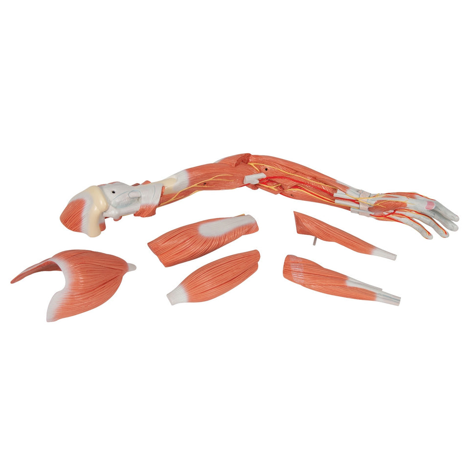 Deluxe Muscle Arm Model (6 part, Life Size)