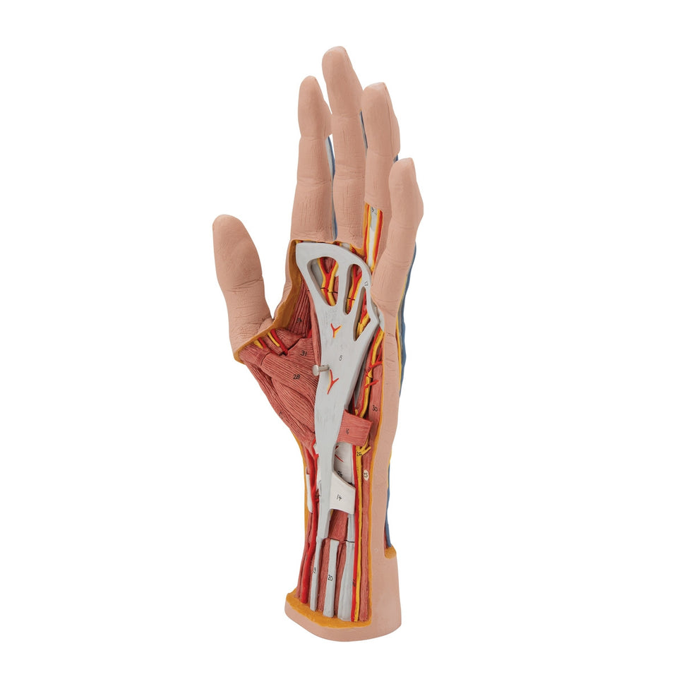 Internal Hand Structure Model (3 part)
