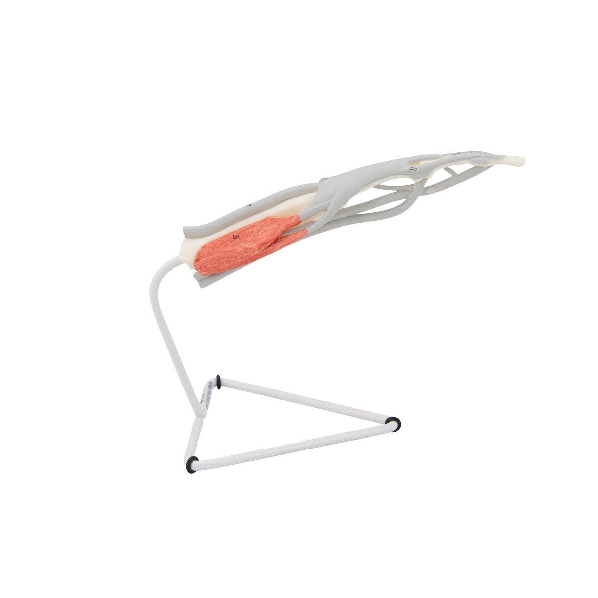 Internal Finger Structure Model