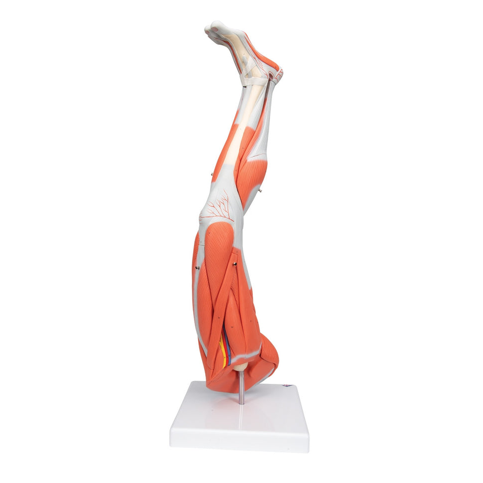 Leg Muscle Model (9 part, 3/4 Life Size)