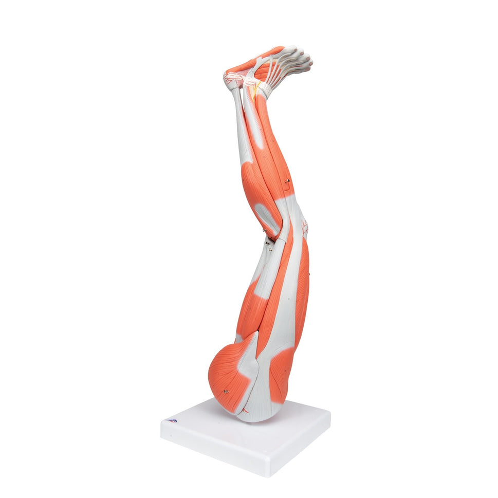 Leg Muscle Model (9 part, 3/4 Life Size)