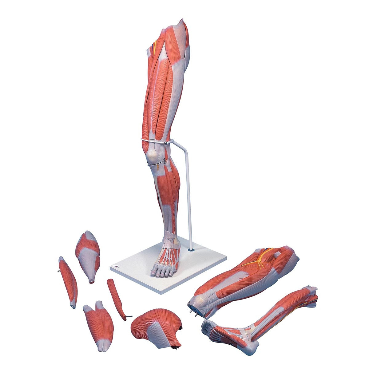 Deluxe Muscle Leg Model (7 part, Life Size)