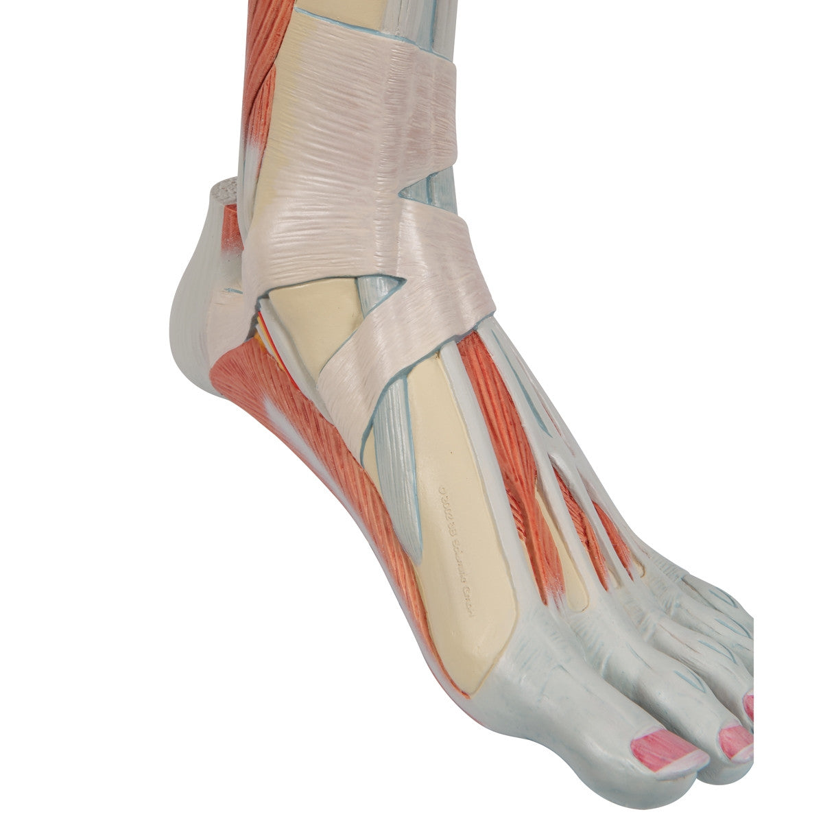 Lower Muscled Leg with Knee (3 part)