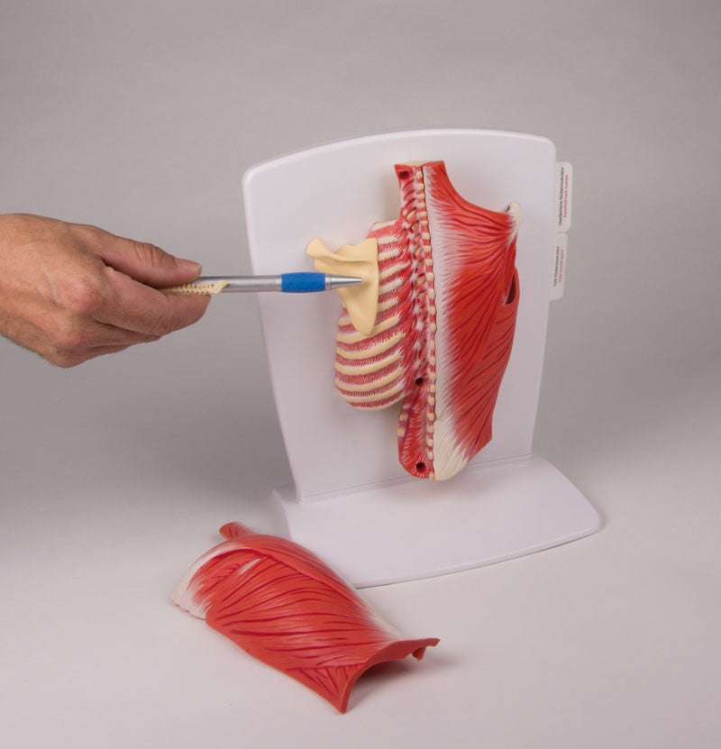 Back Muscles Model (4 part)