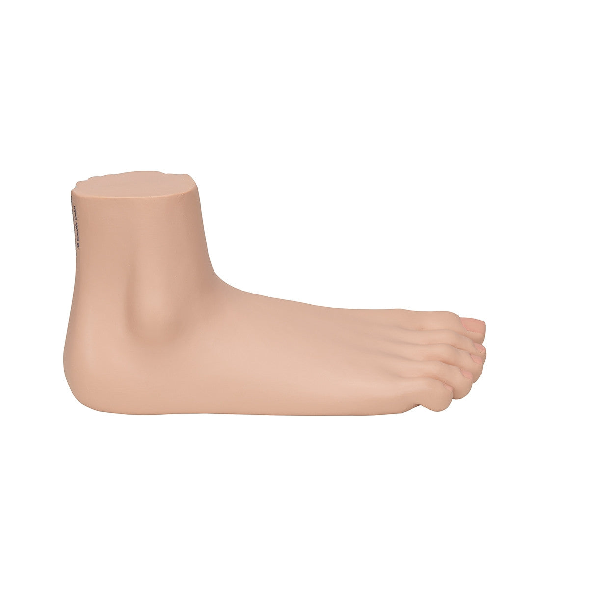 Flat Foot Model (Pes Planus)