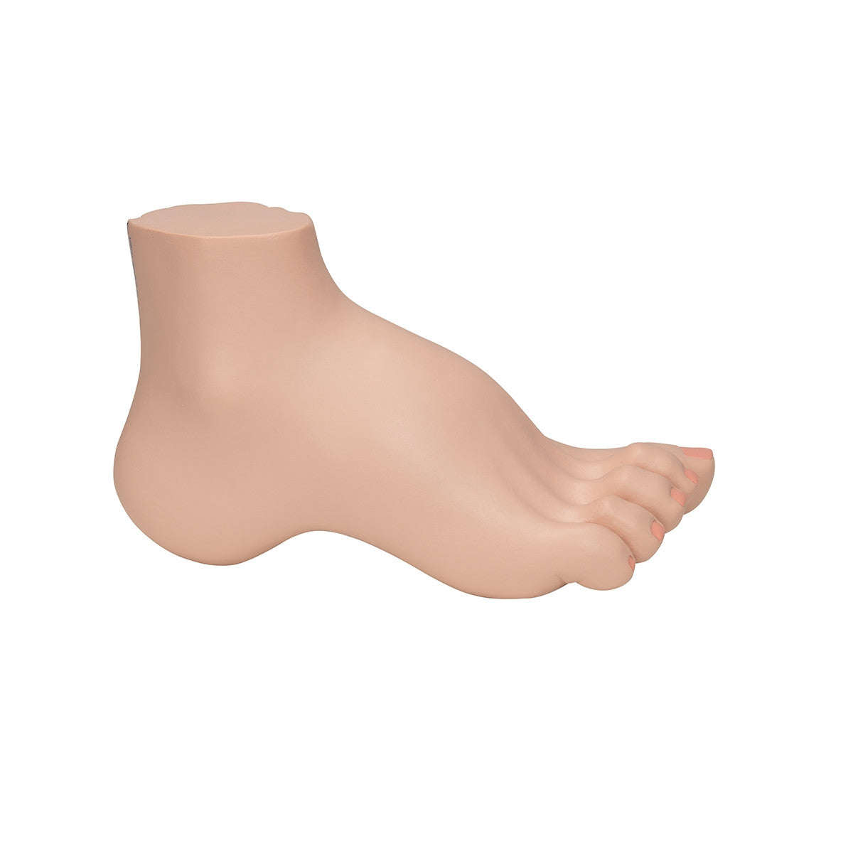 Hollow Foot Model (Pes Cavus)