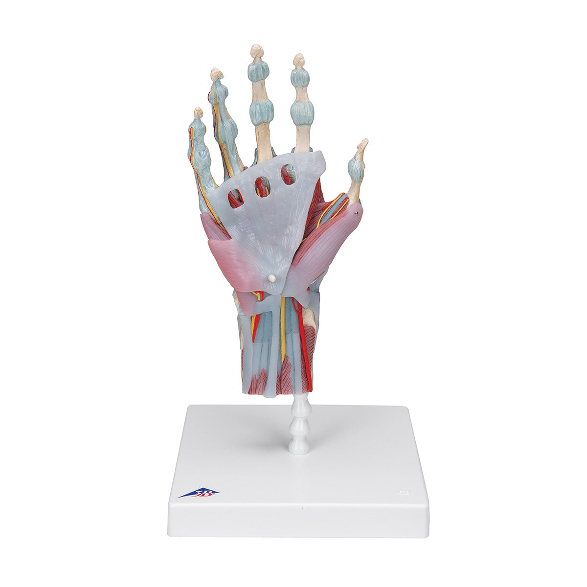 Hand Skeleton Model with Ligaments and Muscles (4 part)