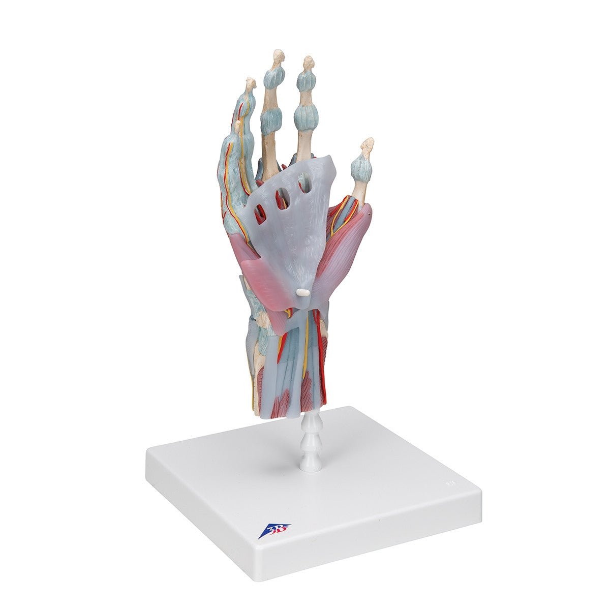 Hand Skeleton Model with Ligaments and Muscles (4 part)