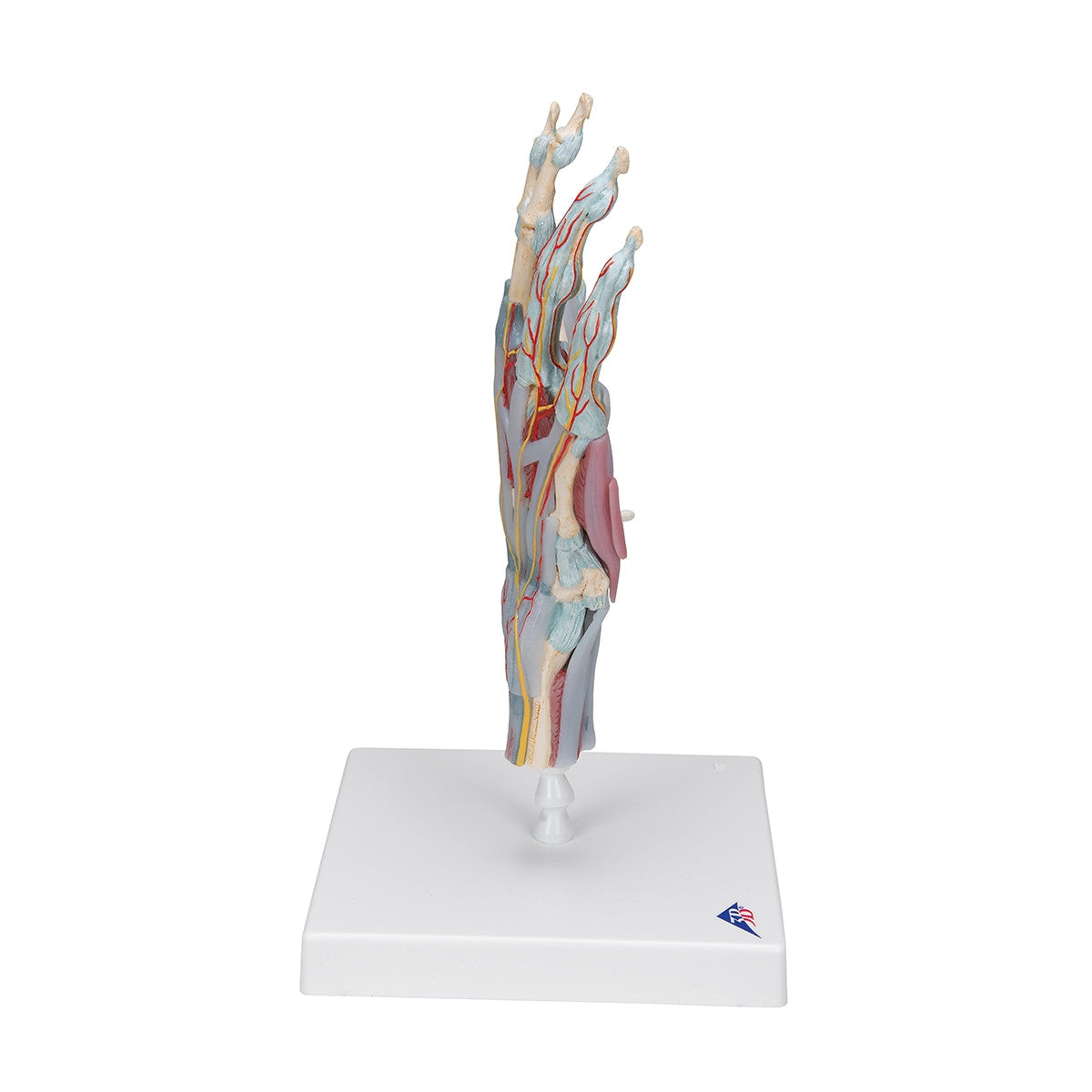 Hand Skeleton Model with Ligaments and Muscles (4 part)