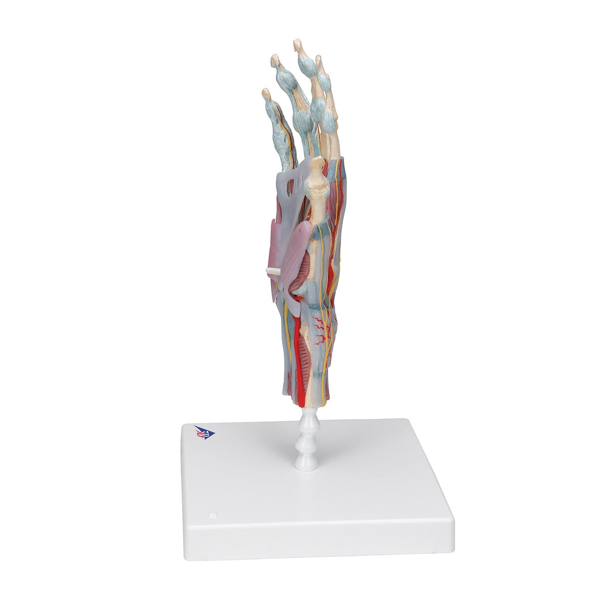 Hand Skeleton Model with Ligaments and Muscles (4 part)