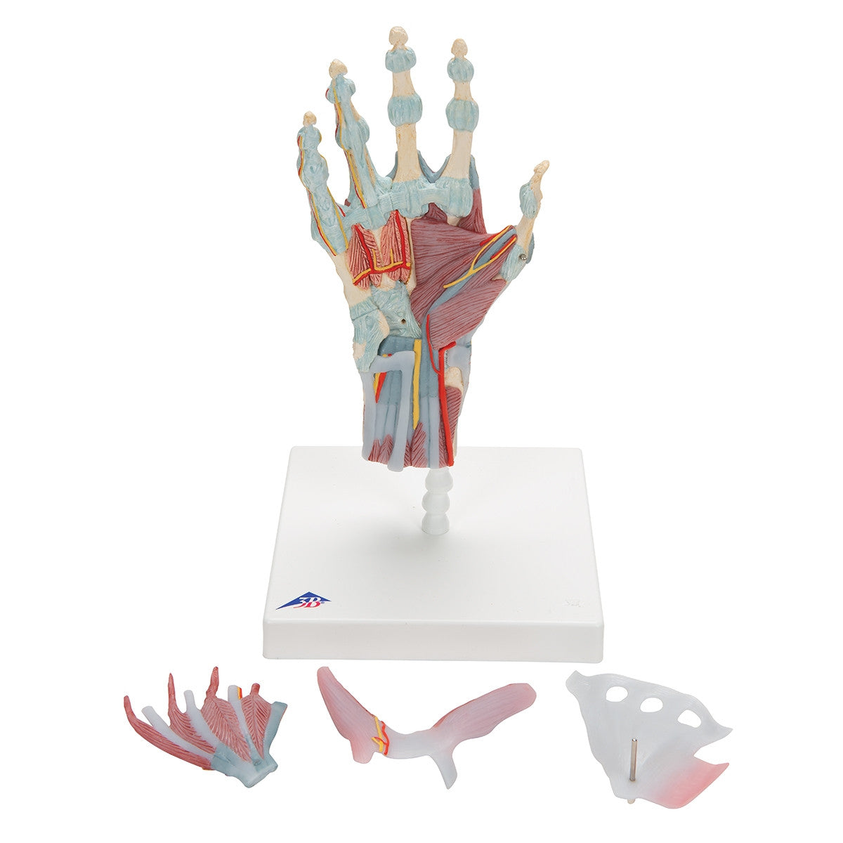 Hand Skeleton Model with Ligaments and Muscles (4 part)