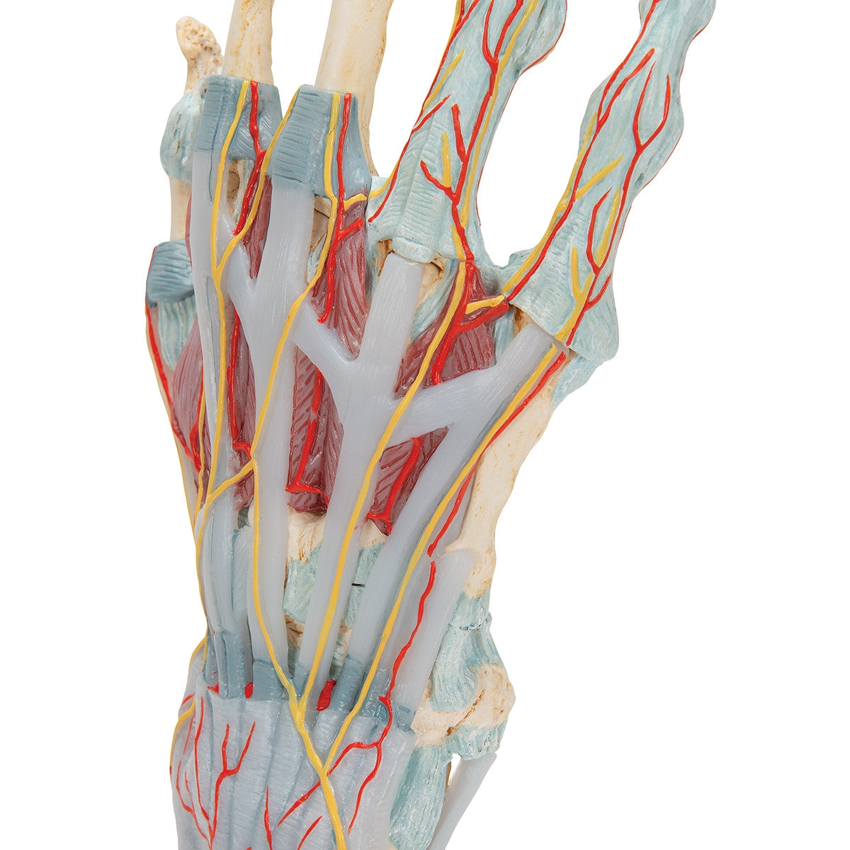 Hand Skeleton Model with Ligaments and Muscles (4 part)