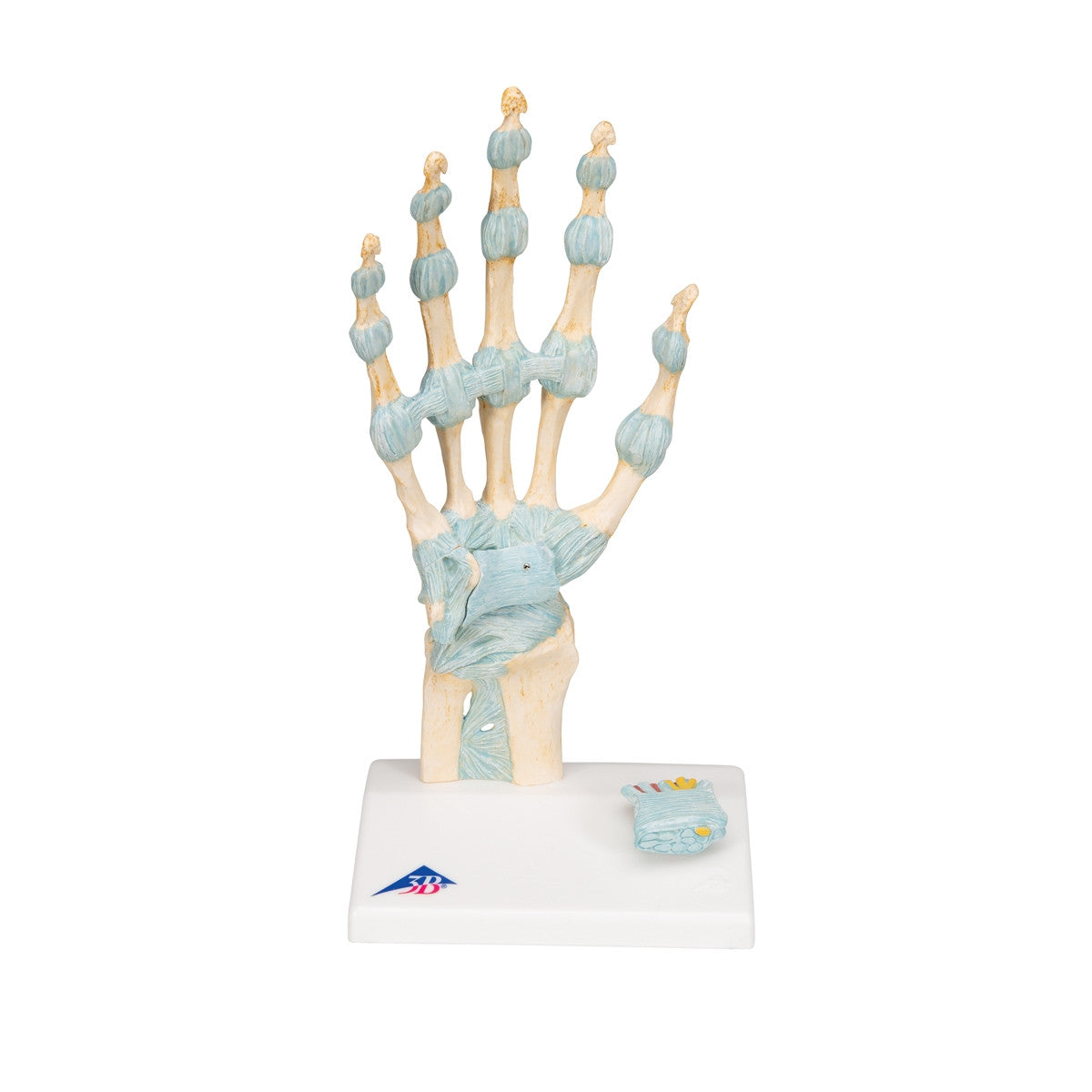 Hand Skeleton Model with Ligaments and Carpal Tunnel