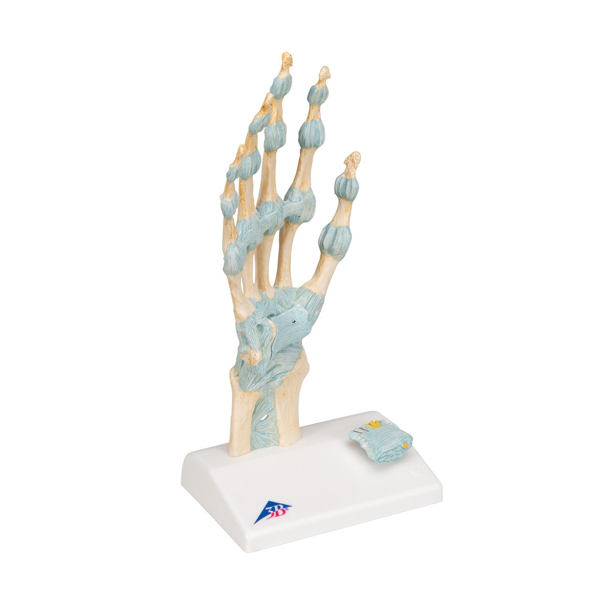 Hand Skeleton Model with Ligaments and Carpal Tunnel