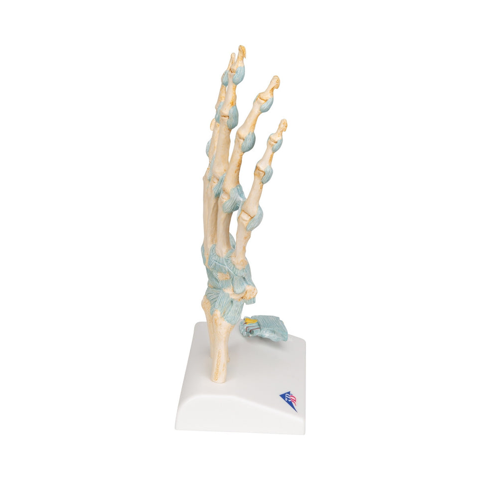 Hand Skeleton Model with Ligaments and Carpal Tunnel