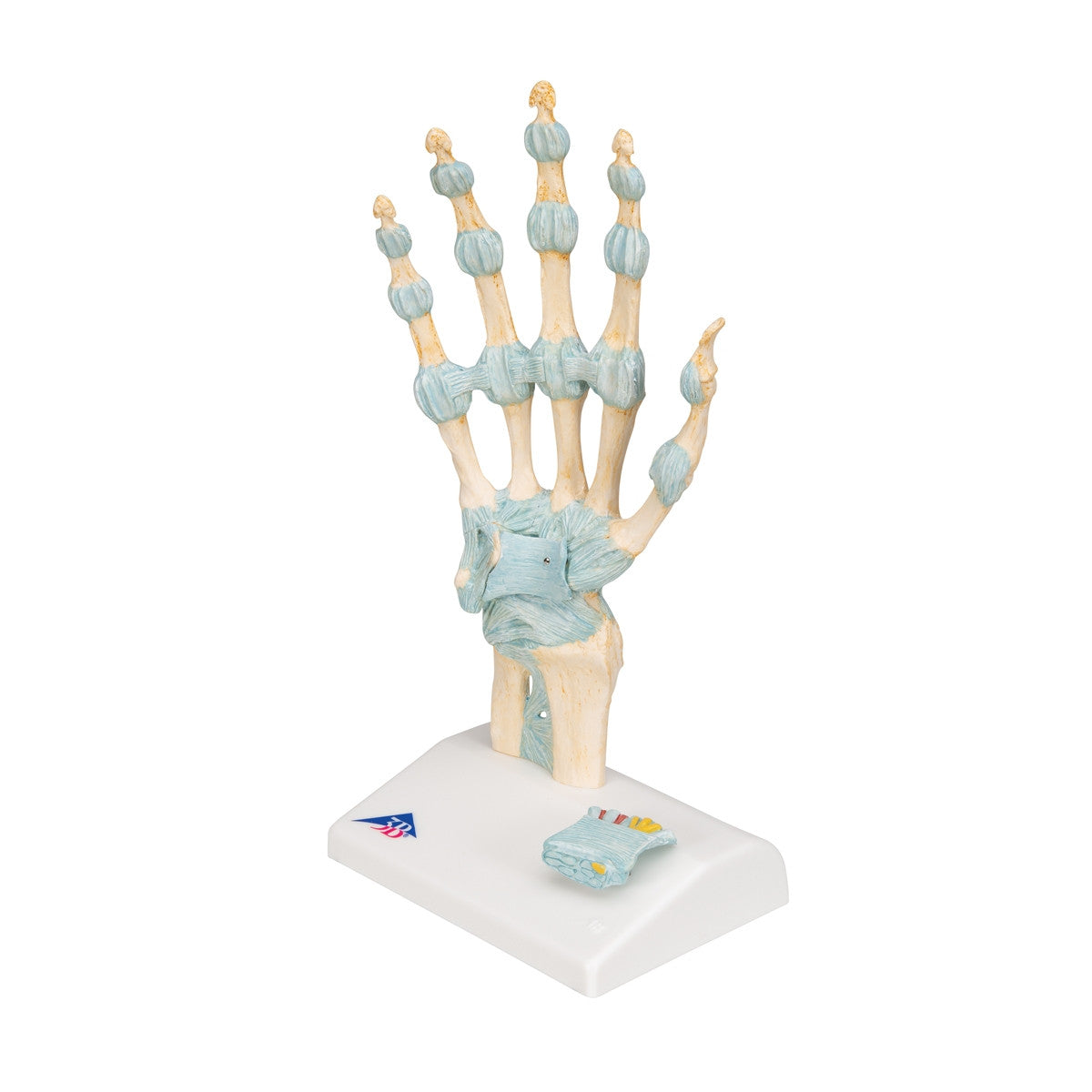 Hand Skeleton Model with Ligaments and Carpal Tunnel