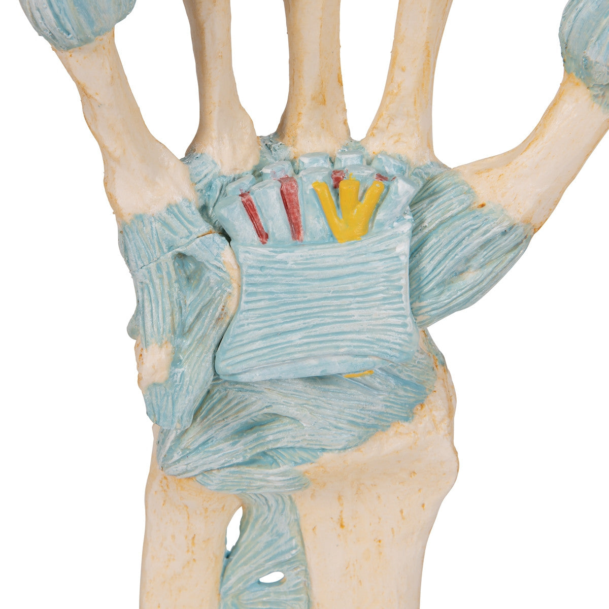 Hand Skeleton Model with Ligaments and Carpal Tunnel