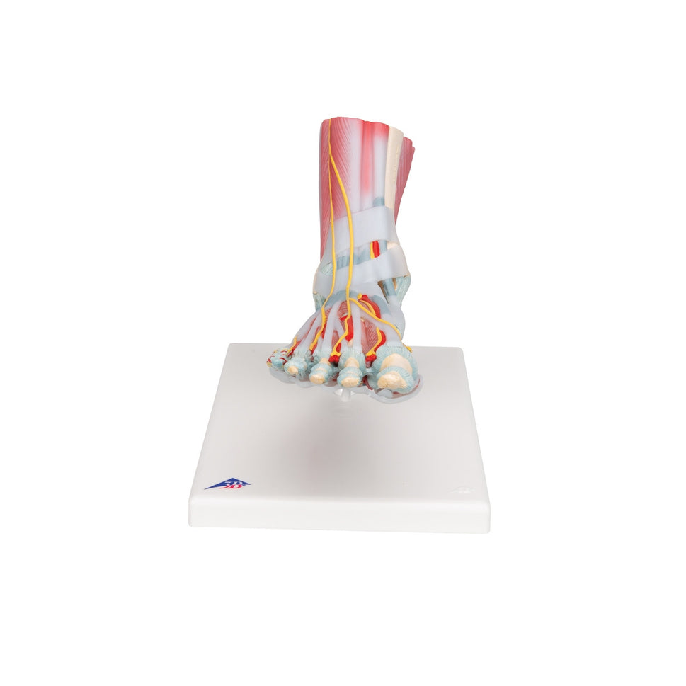 Foot Skeleton Model with Ligaments and Muscles (6 part)
