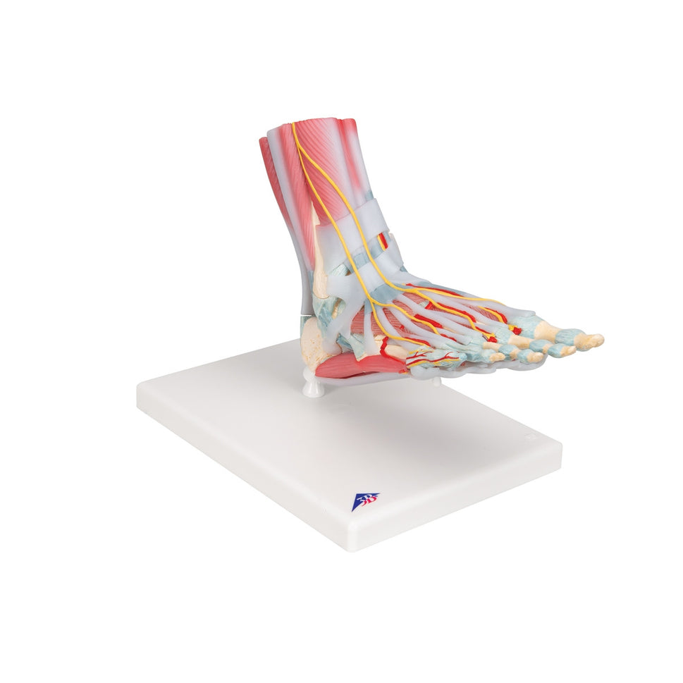 Foot Skeleton Model with Ligaments and Muscles (6 part)