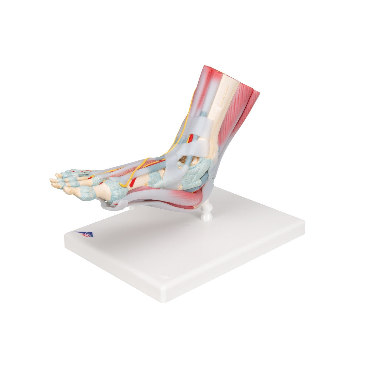 Foot Skeleton Model with Ligaments and Muscles (6 part)