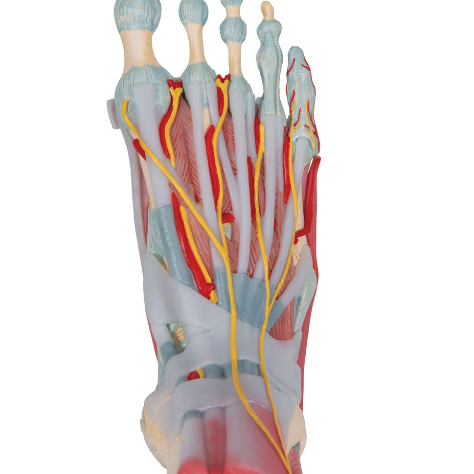 Foot Skeleton Model with Ligaments and Muscles (6 part)