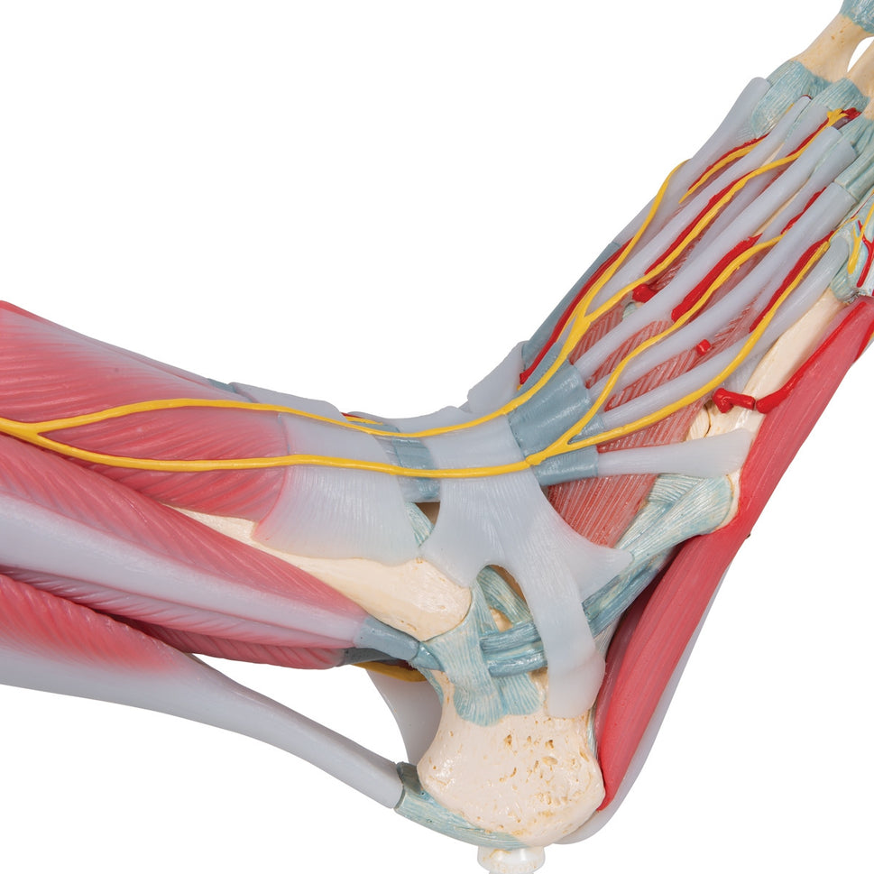 Foot Skeleton Model with Ligaments and Muscles (6 part)