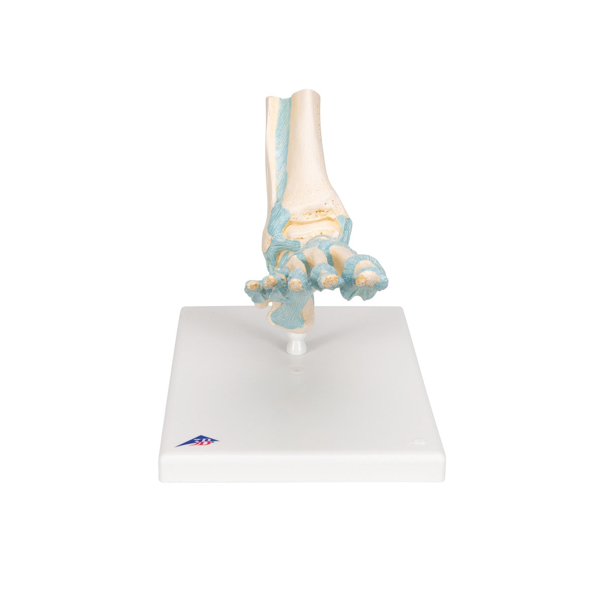 Foot Skeleton Model with Ligaments