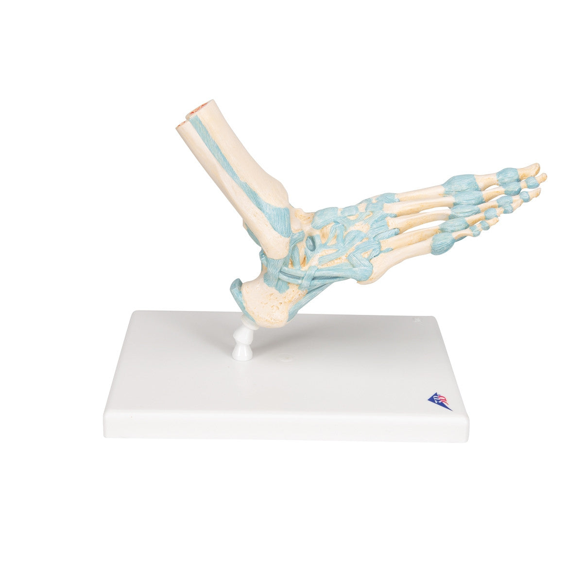 Foot Skeleton Model with Ligaments