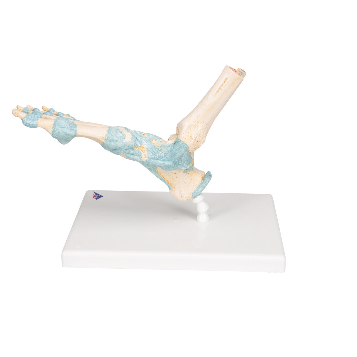 Foot Skeleton Model with Ligaments
