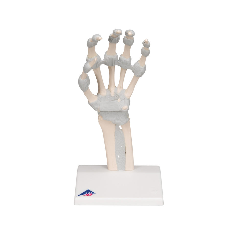 Hand Skeleton Model with Elastic Ligaments