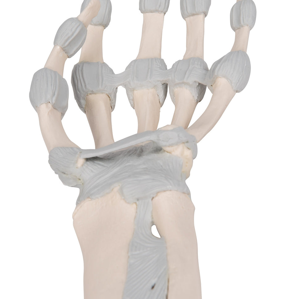 Hand Skeleton Model with Elastic Ligaments