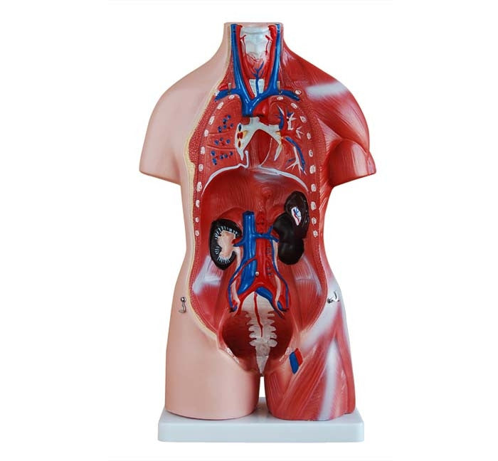 Budget Unisex Torso Model (23 part)