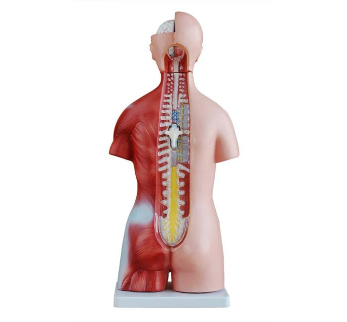 Budget Unisex Torso Model (23 part)