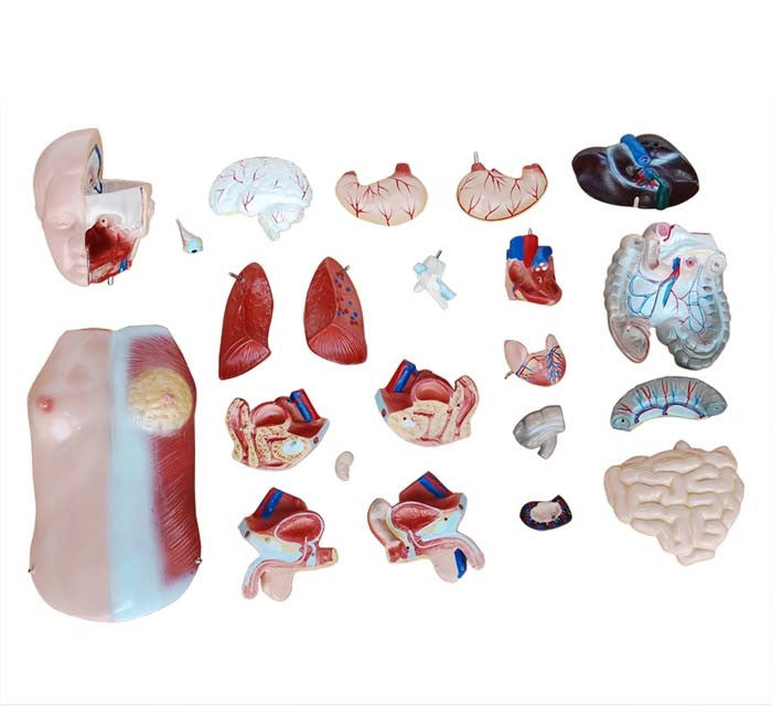 Budget Unisex Torso Model (23 part)