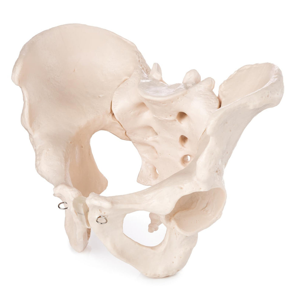 Budget Male Pelvis Model