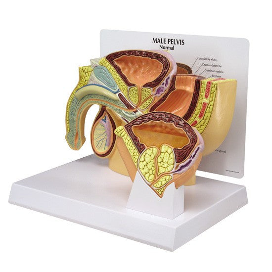 Male Reproductive System Anatomy & Pathology Collection