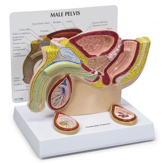 Male Pelvis Section Model with Testicular Cancer