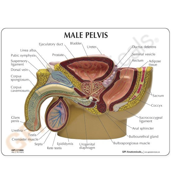 Male Pelvis Section Model with Testicular Cancer