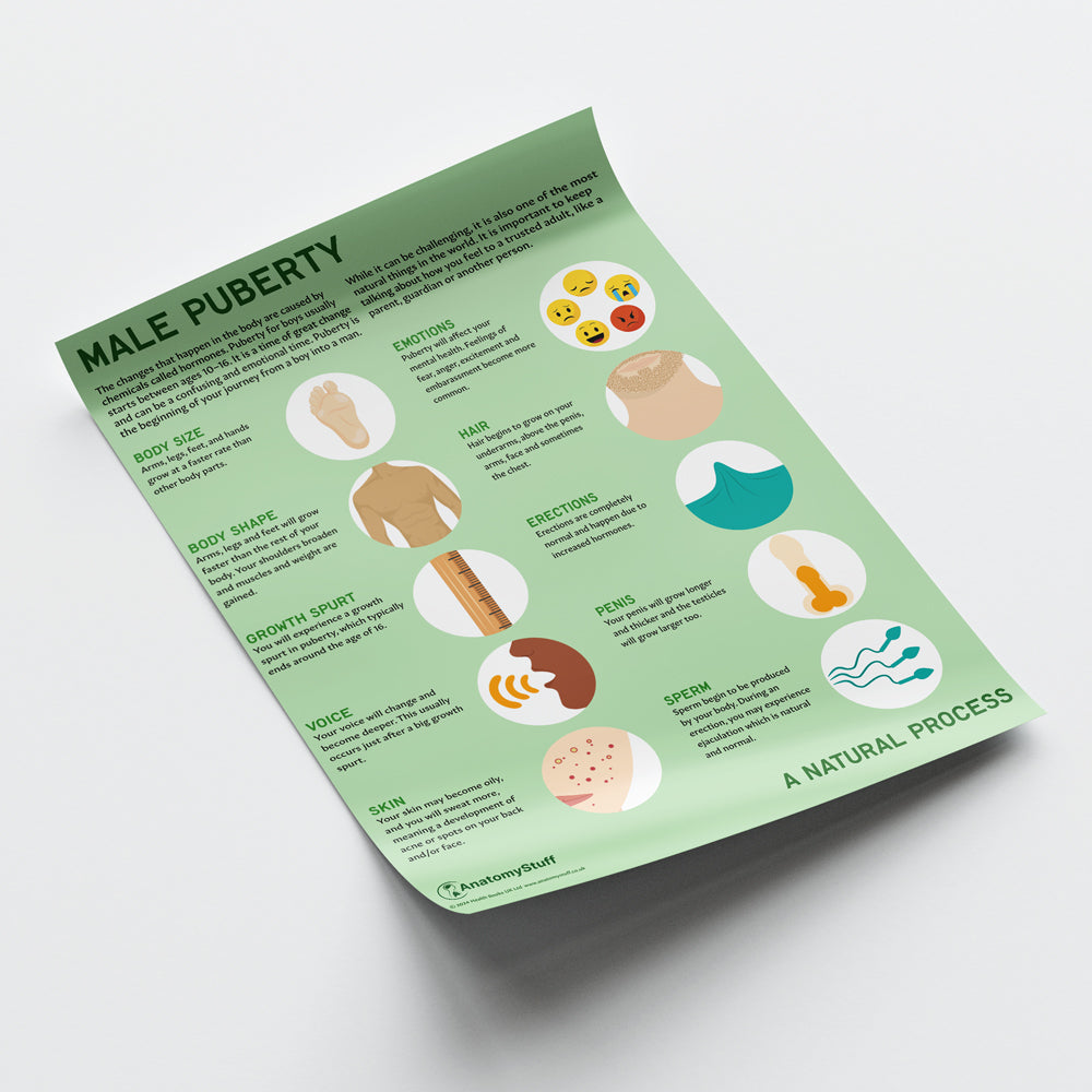 Male Puberty Chart / Poster - Part of Collection