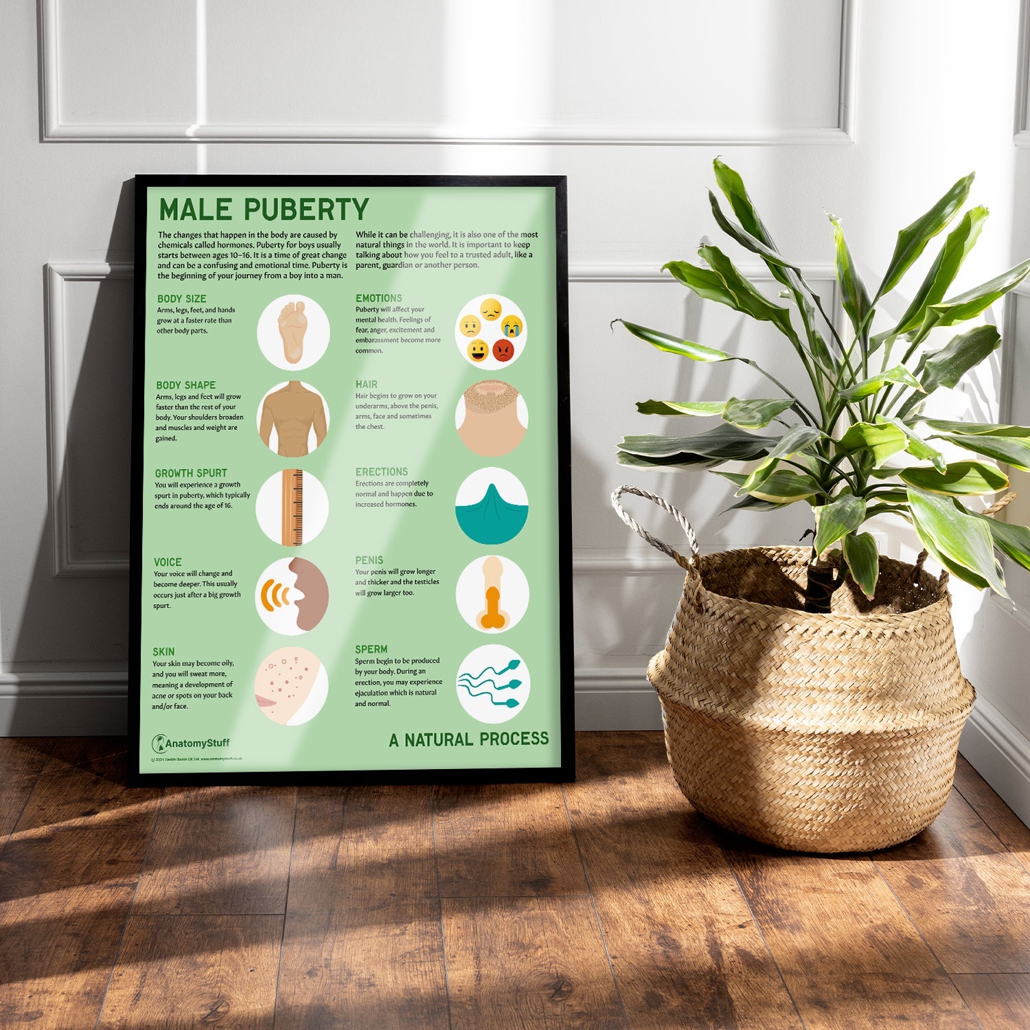Male Puberty Chart / Poster - Part of Collection