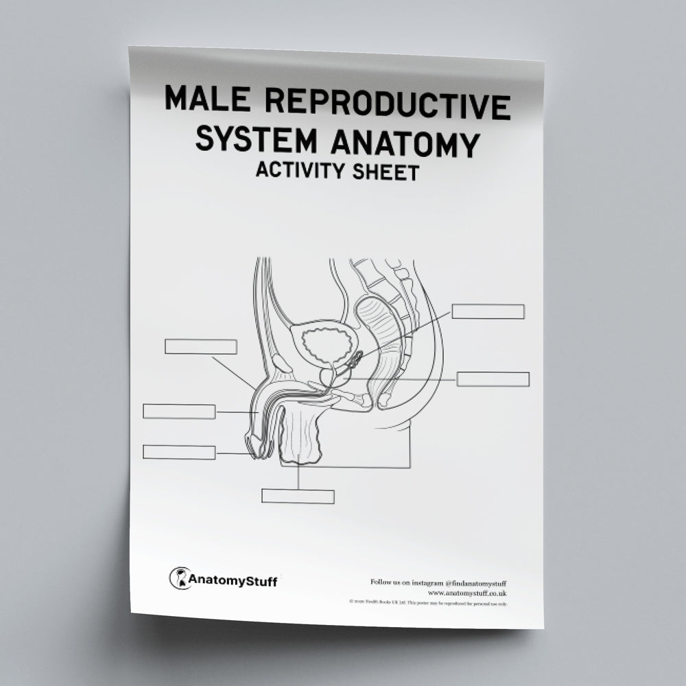 Male Reproductive System Anatomy Activity Sheet PDF