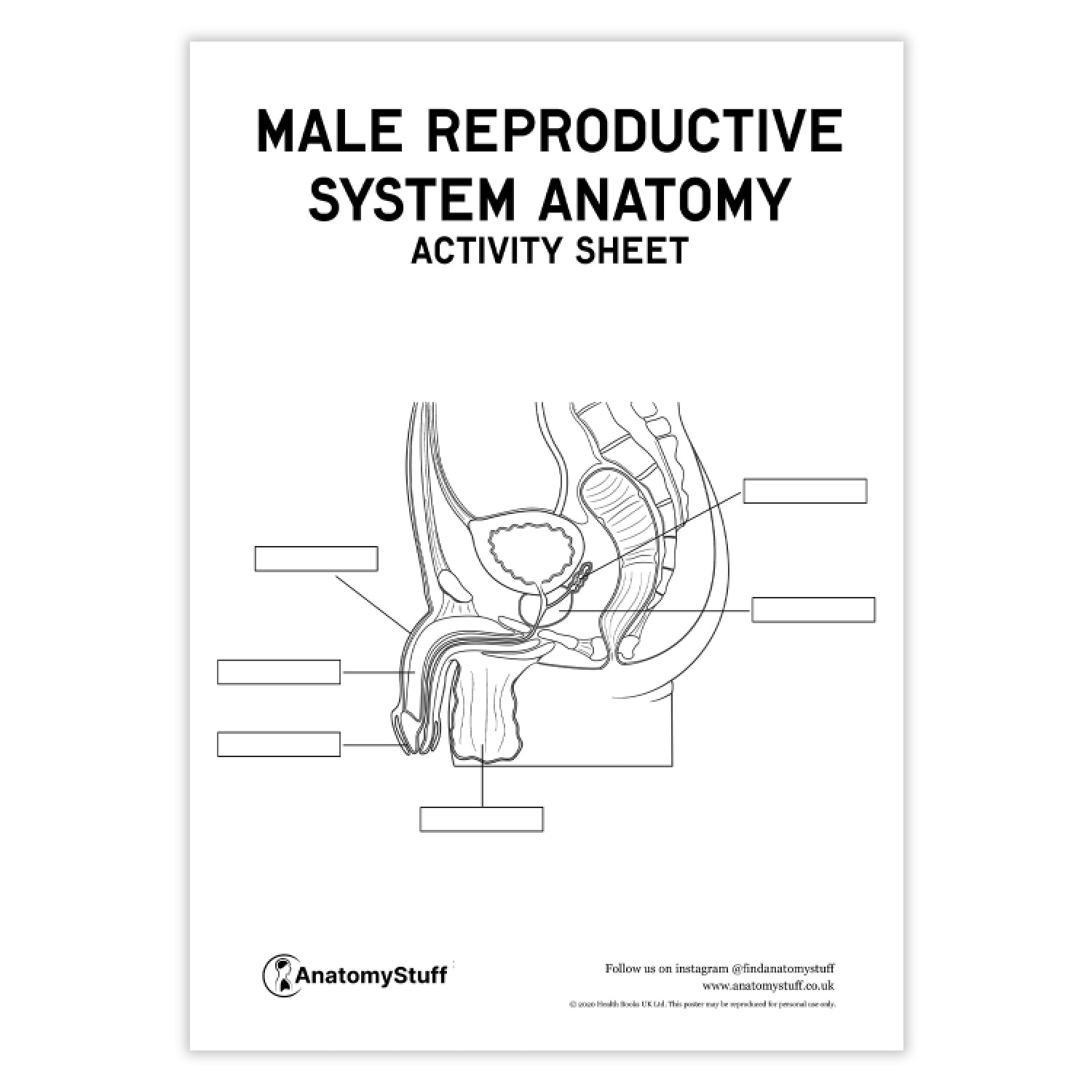Male Reproductive System Anatomy Activity Sheet PDF