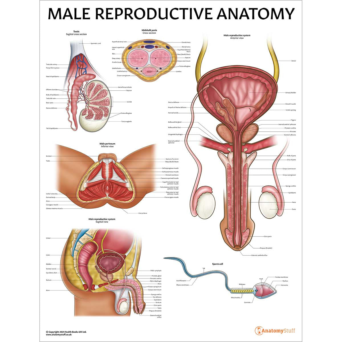 Male Reproductive Anatomy Laminated Chart