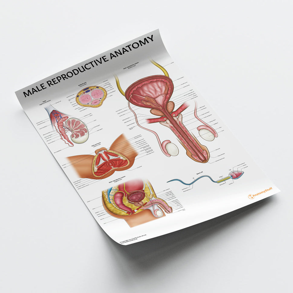 Male Reproductive Anatomy Chart / Poster