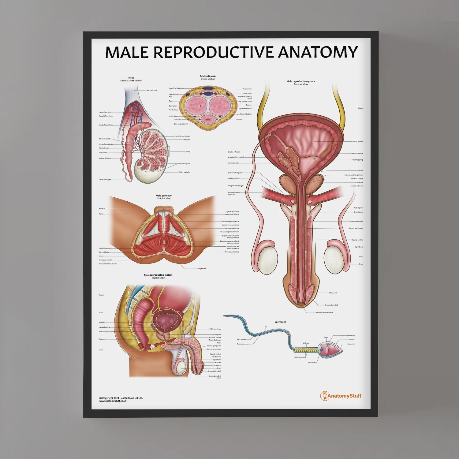 Male Reproductive Anatomy Chart / Poster - Part of Collection