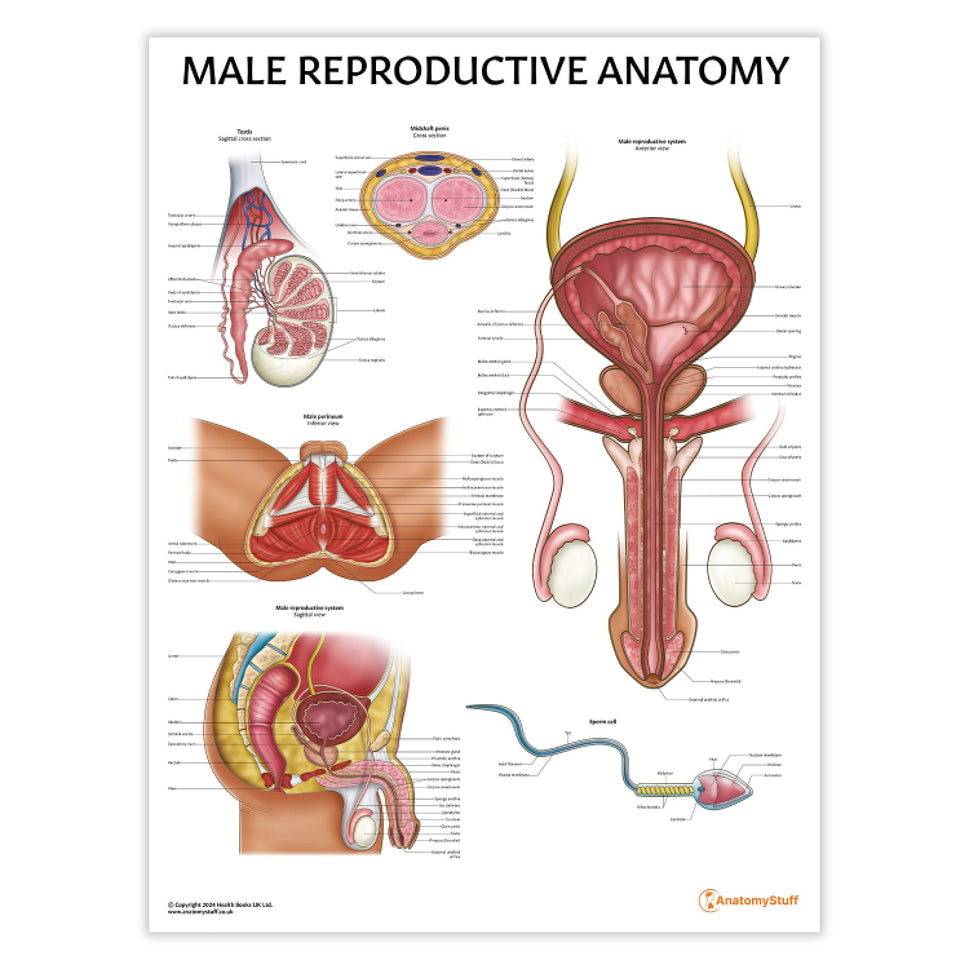 Male Reproductive Anatomy Chart / Poster