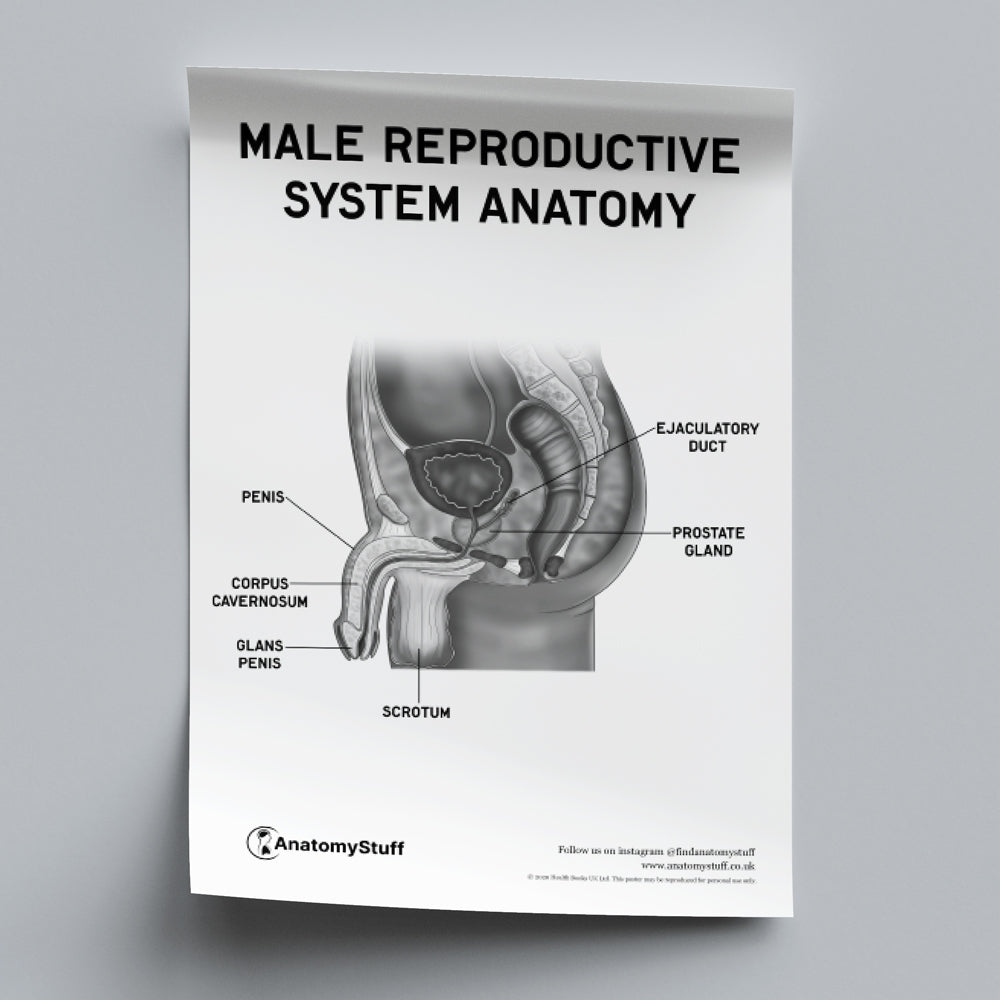 Male Reproductive System Anatomy Poster PDF