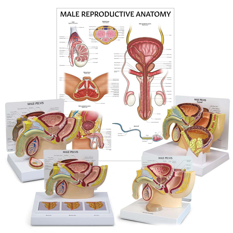 Male Reproductive System Anatomy & Pathology Collection