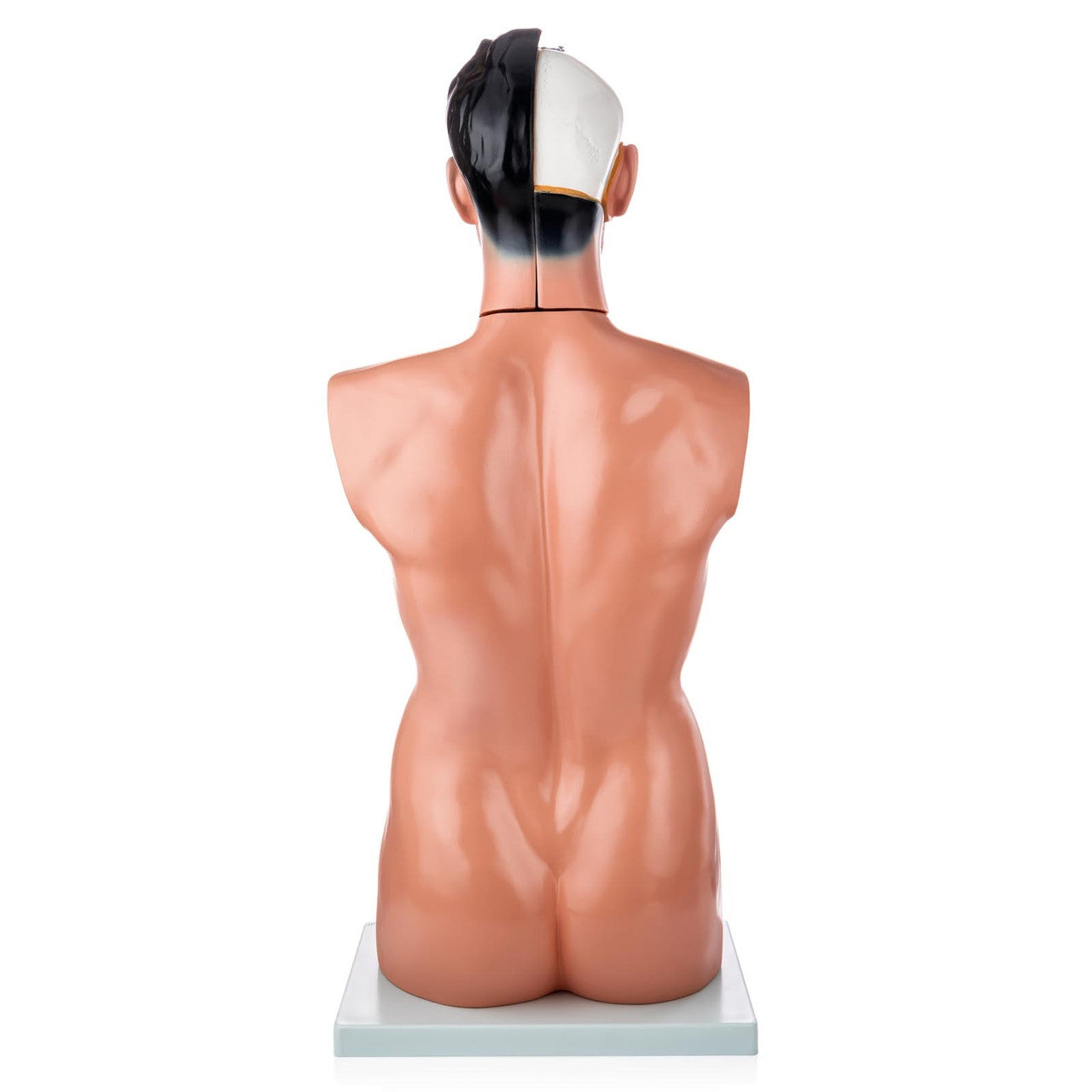 Budget Life-Size Male Torso (19 Part)