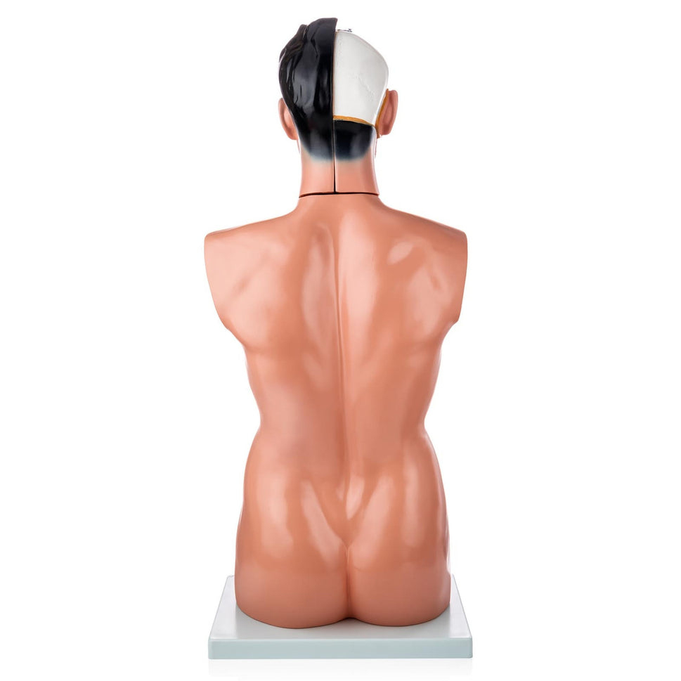 Budget Life-Size Male Torso (19 Part)